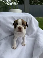 Maple , a female Boston Terrier for sale in Turlock, CA – 4 of 10