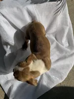 Maple , a female Boston Terrier for sale in Turlock, CA – 9 of 10