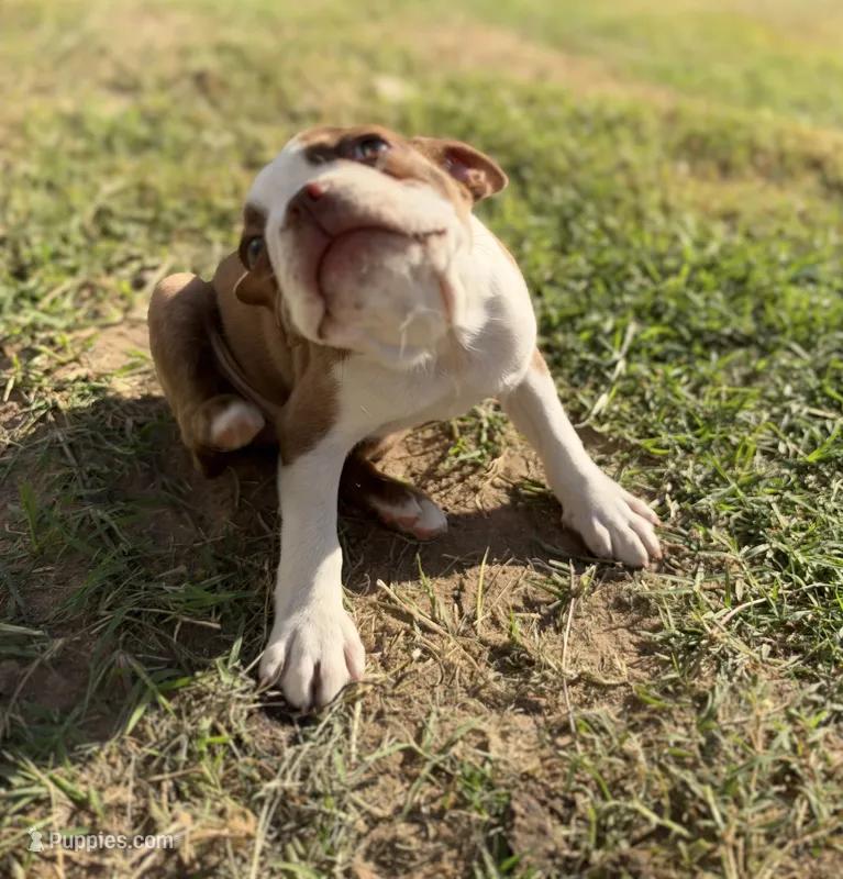 Maple  – Boston Terrier puppy for sale in Turlock, CA