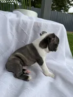 Rocky , a male Boston Terrier for sale in Turlock, CA – 6 of 6