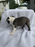 Rocky , a male Boston Terrier for sale in Turlock, CA – 4 of 6