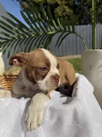Maple , a female Boston Terrier for sale in Turlock, CA – 2 of 10