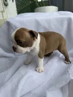 Maple , a female Boston Terrier for sale in Turlock, CA – 6 of 10