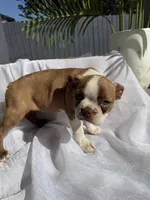 Maple , a female Boston Terrier for sale in Turlock, CA – 5 of 10