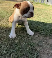 Maple , a female Boston Terrier for sale in Turlock, CA – 8 of 10