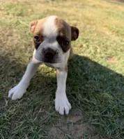 Maple , a female Boston Terrier for sale in Turlock, CA – 7 of 10