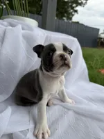 Rocky , a male Boston Terrier for sale in Turlock, CA – 5 of 6