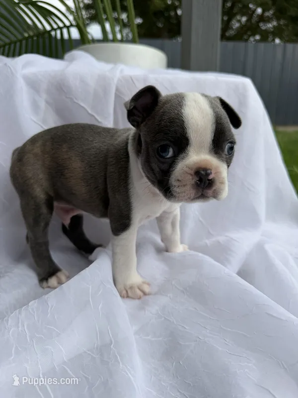 Rocky  – Boston Terrier puppy for sale in Turlock, CA
