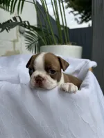 Maple , a female Boston Terrier for sale in Turlock, CA – 7 of 10