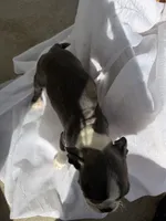 Mochi, a female Boston Terrier for sale in Turlock, CA – 3 of 5