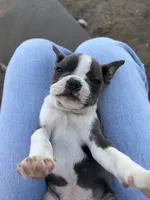 Mochi, a female Boston Terrier for sale in Turlock, CA – 4 of 5