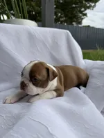 Maple , a female Boston Terrier for sale in Turlock, CA – 9 of 10