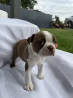 Maple , a female Boston Terrier for sale in Turlock, CA – 10 of 10