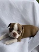Maple , a female Boston Terrier for sale in Turlock, CA – 2 of 10