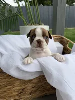 Maple , a female Boston Terrier for sale in Turlock, CA – 3 of 10