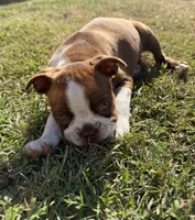 Honey, a female Boston Terrier for sale in Turlock, CA – 9 of 9