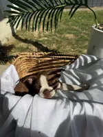 Honey, a female Boston Terrier for sale in Turlock, CA – 5 of 9