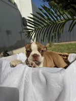 Maple , a female Boston Terrier for sale in Turlock, CA – 4 of 10