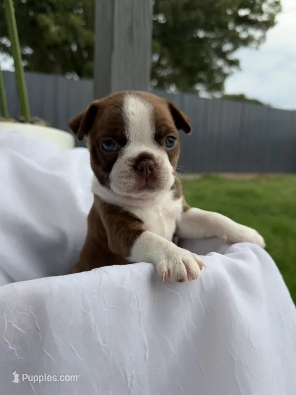 Honey – Boston Terrier puppy for sale in Turlock, CA
