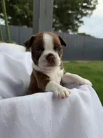 Honey, a female Boston Terrier for sale in Turlock, CA – 1 of 5