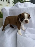 Honey, a female Boston Terrier for sale in Turlock, CA – 2 of 5