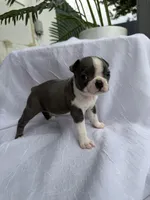 Mochi, a female Boston Terrier for sale in Turlock, CA – 5 of 5