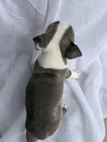 Rocky , a male Boston Terrier for sale in Turlock, CA – 2 of 6