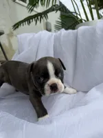 Cookie , a female Boston Terrier for sale in Turlock, CA – 4 of 7