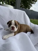 Maple , a female Boston Terrier for sale in Turlock, CA – 5 of 10