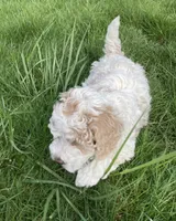 Ralph , a male Cockapoo for sale in Yacolt, WA – Photo 3 of 4