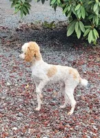 Ralph , a male Cockapoo for sale in Yacolt, WA – Photo 6 of 6