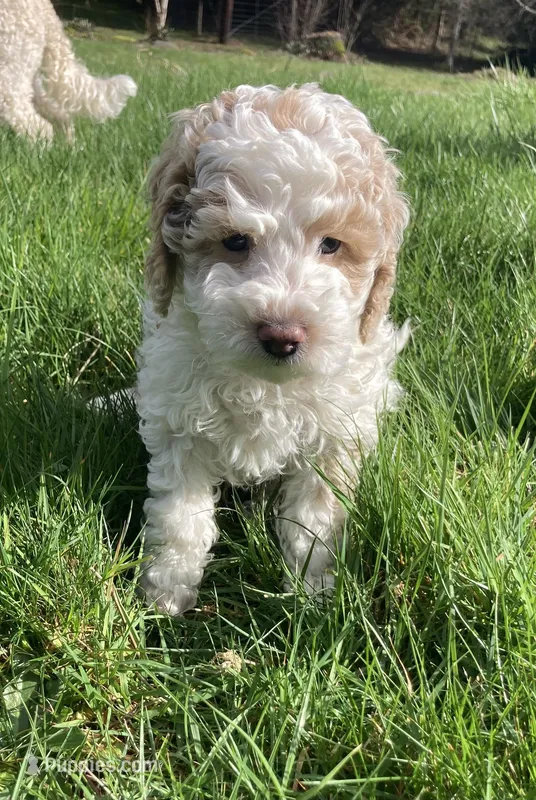 Ralph  – Cockapoo puppy for sale in Yacolt, WA