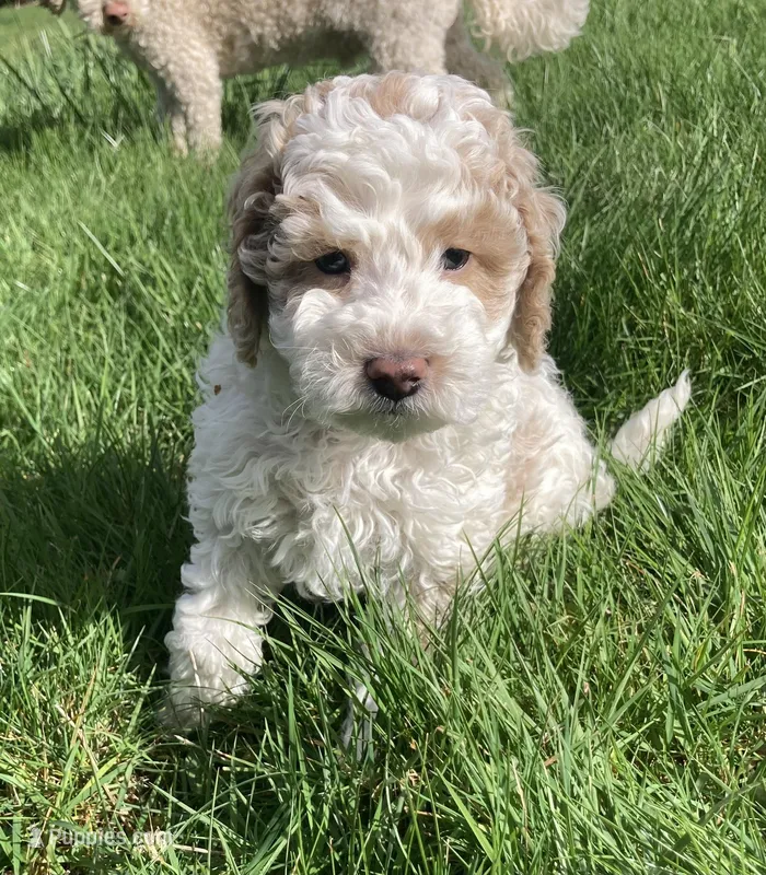 Ralph  – Cockapoo puppy for sale in Yacolt, WA