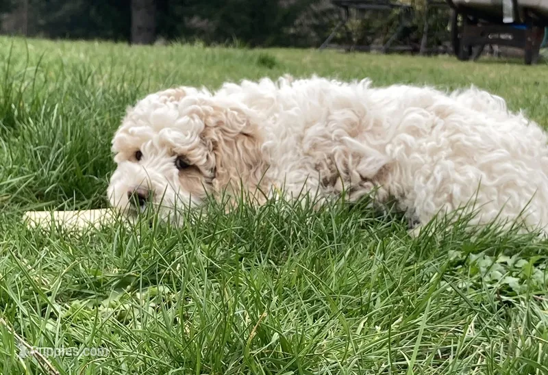 Ralph  – Cockapoo puppy for sale in Yacolt, WA