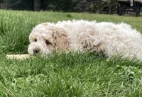 Ralph , a male Cockapoo for sale in Yacolt, WA – Photo 1 of 6