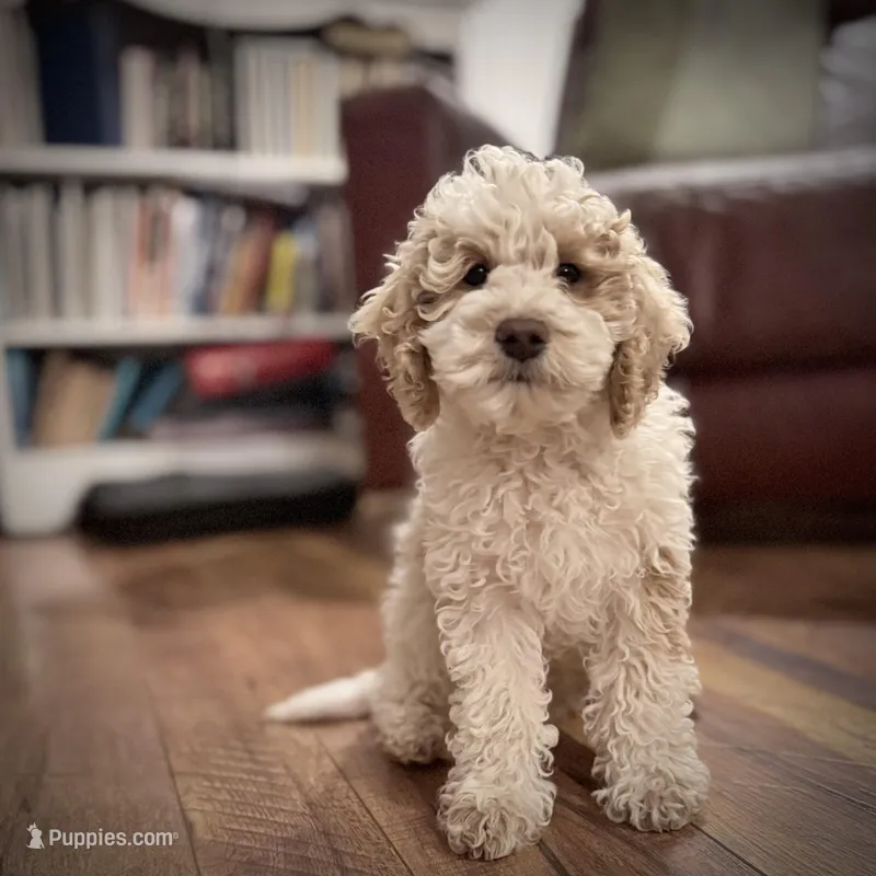 Ralph  – Cockapoo puppy for sale in Yacolt, WA