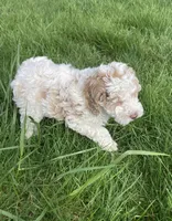 Ralph , a male Cockapoo for sale in Yacolt, WA – Photo 4 of 4