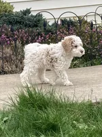 Ralph , a male Cockapoo for sale in Yacolt, WA – Photo 3 of 6