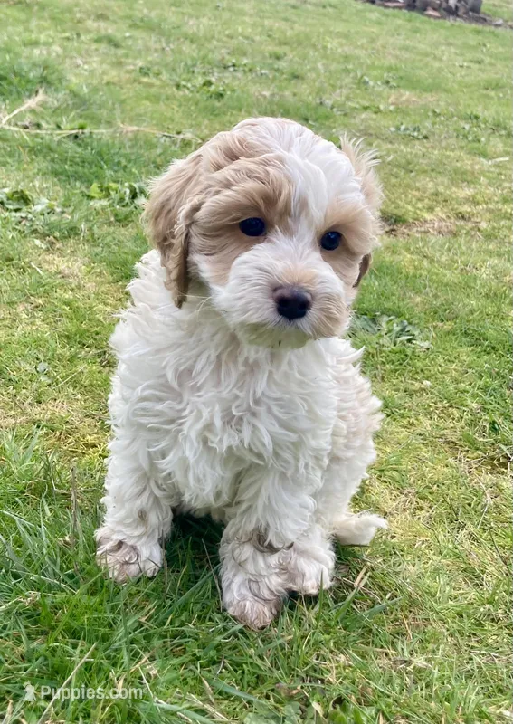 Iris  – Cockapoo puppy for sale in Yacolt, WA