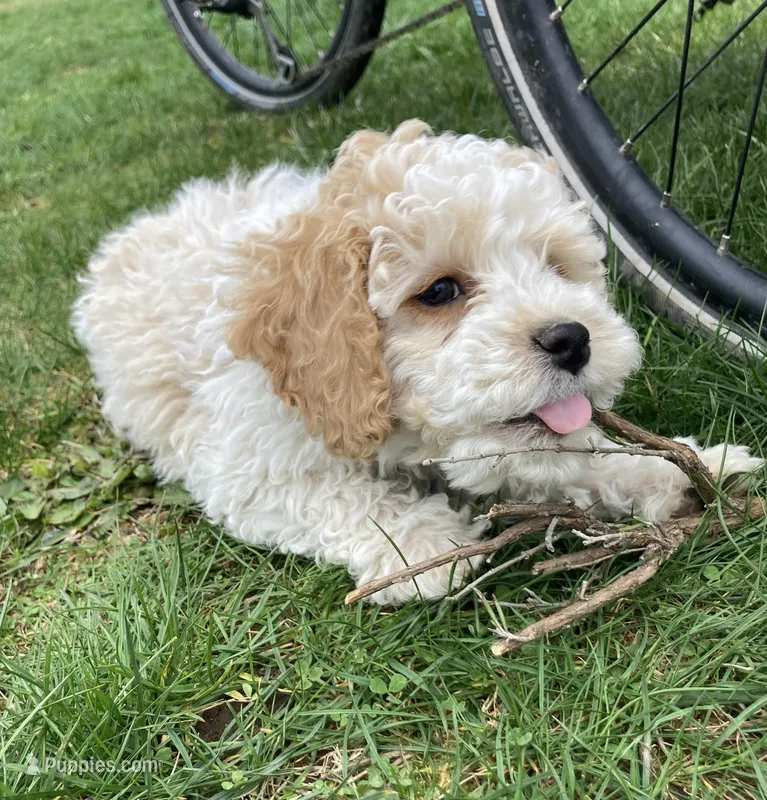 Archie – Cockapoo puppy for sale in Yacolt, WA
