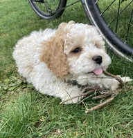 Archie, a male Cockapoo for sale in Yacolt, WA – Photo 1 of 6