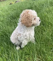 Archie, a male Cockapoo for sale in Yacolt, WA – Photo 4 of 6
