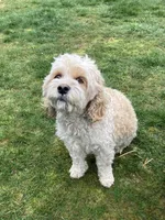 Archie, a male Cockapoo for sale in Yacolt, WA – Photo 6 of 6