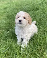 Archie, a male Cockapoo for sale in Yacolt, WA – Photo 3 of 6