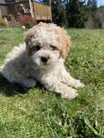 Archie, a male Cockapoo for sale in Yacolt, WA – Photo 2 of 6