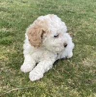 Daisy, a female Cockapoo for sale in Yacolt, WA – Photo 4 of 4