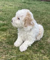 Daisy, a female Cockapoo for sale in Yacolt, WA – Photo 3 of 4