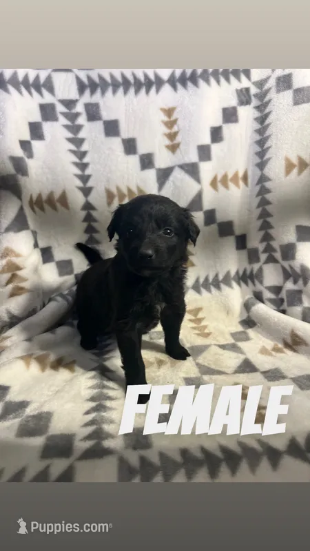 Lannie – Golden Retriever, Miniature Australian Shepherd puppy for sale in Chesterton, IN