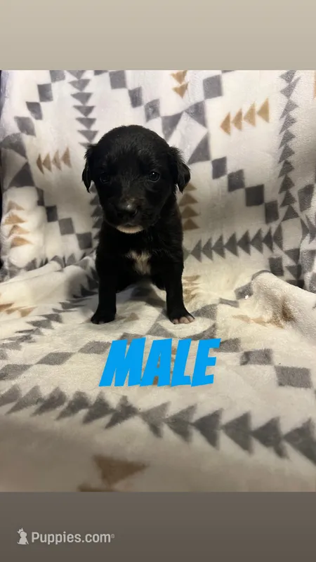 Lance – Golden Retriever, Miniature Australian Shepherd puppy for sale in Chesterton, IN