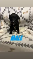 Lance, a male Golden Retriever and Miniature Australian Shepherd for sale in Chesterton, IN – 1 of 1
